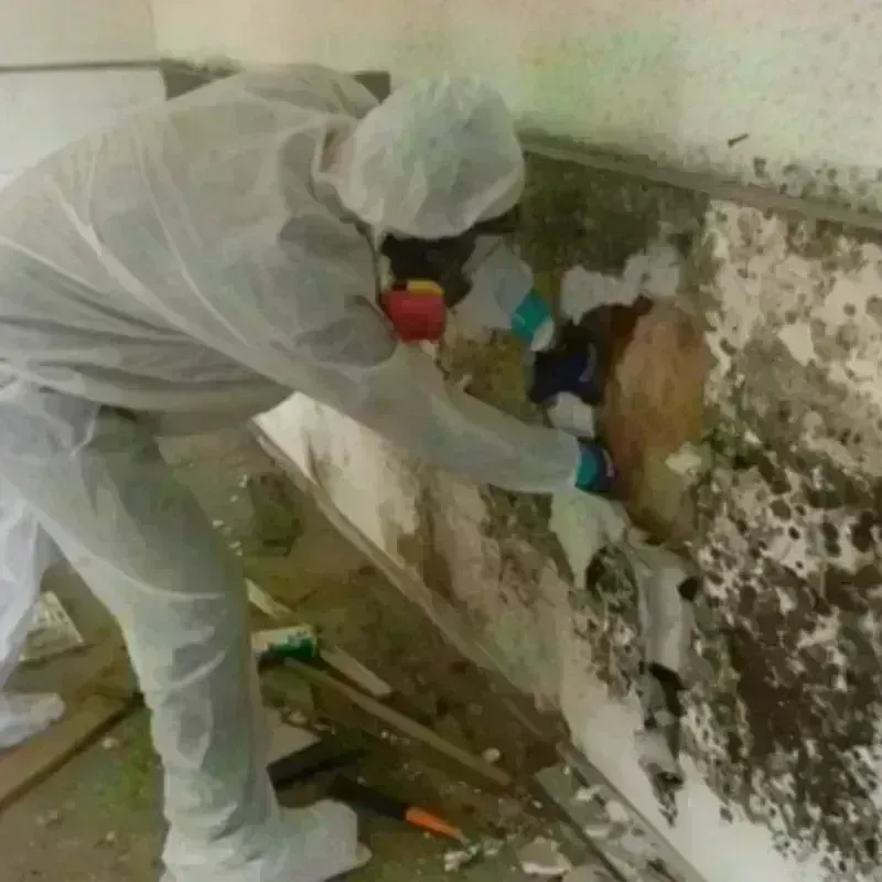 Mold Remediation and Removal in Applewood, CO